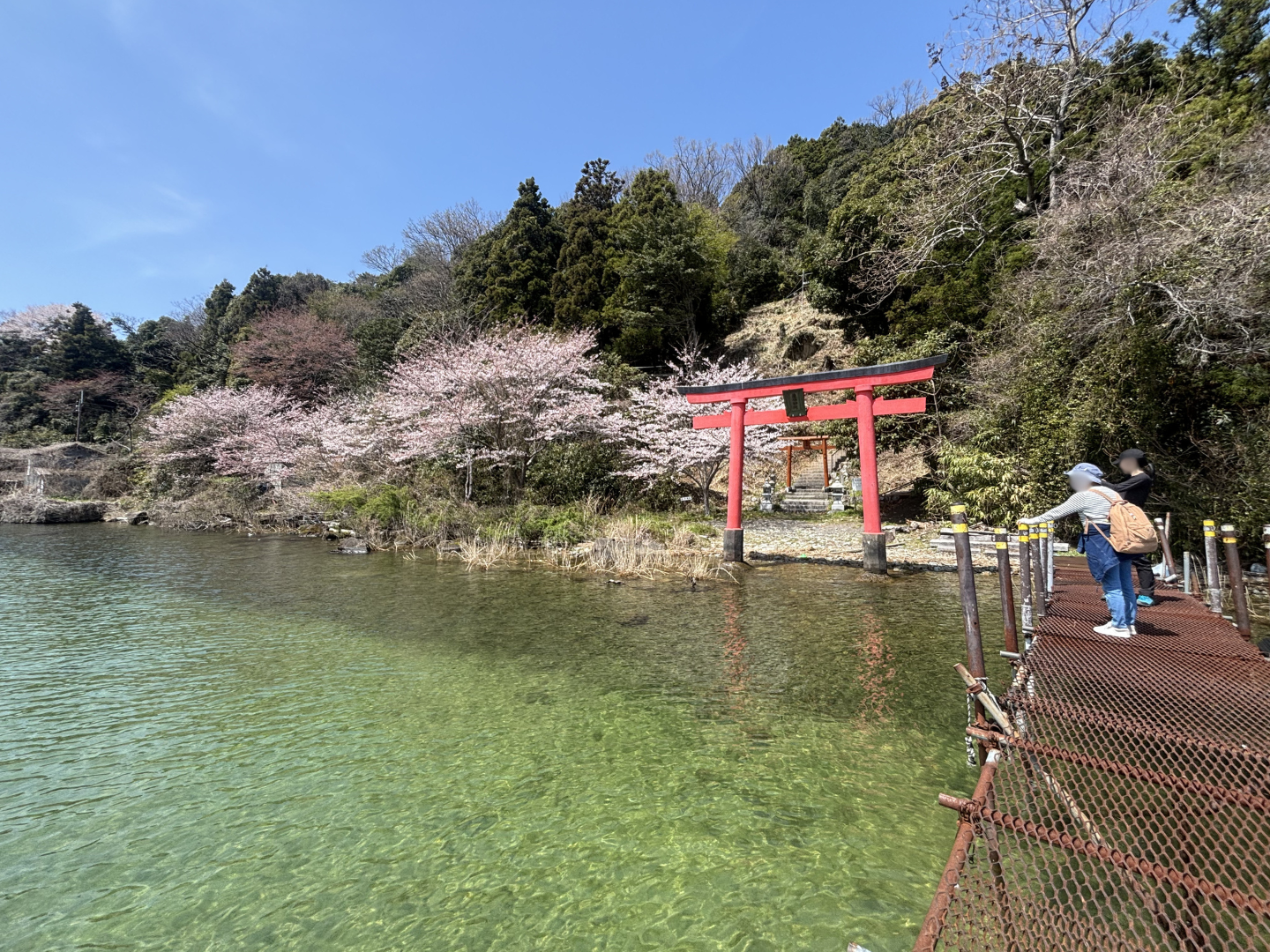 春の沖島で桜さんぽ。静かな島で出会う特別な景色