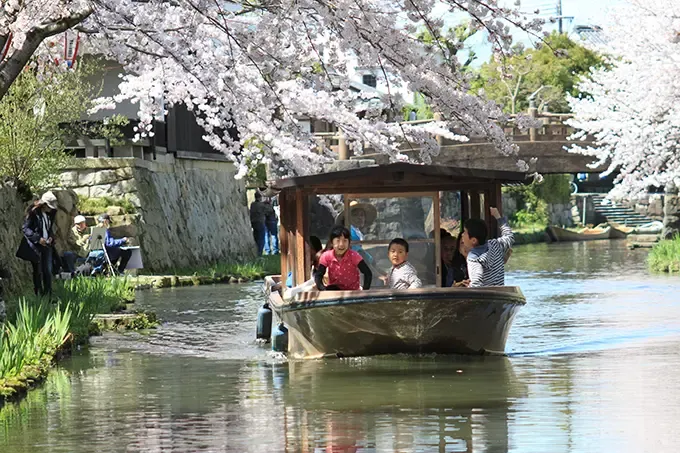 八幡堀沿いには桜並木があり、船に乗れば、桜をより間近に鑑賞できます。夏は菖蒲、秋は紅葉、冬は雪景色など四季折々の美しさがあります。