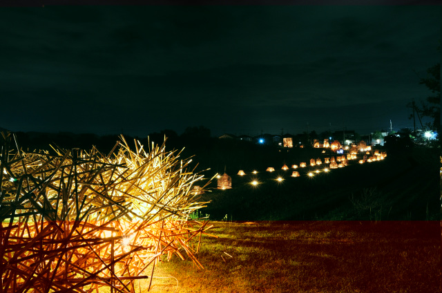 西の湖 ヨシ灯り展